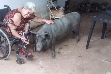 A linda amizade entre uma mulher e uma porca no Distrito de Gameleira